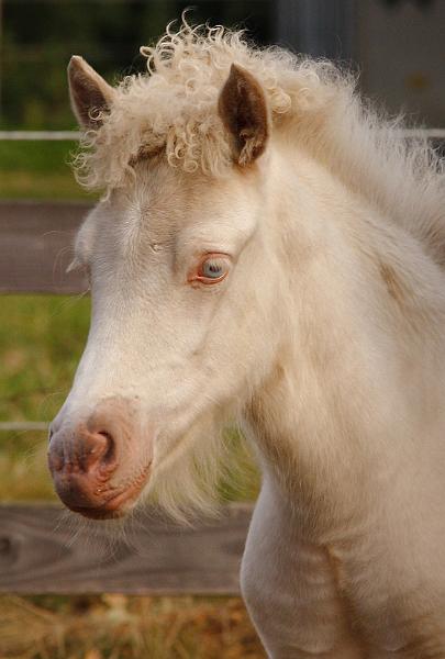 Enya von Heidmoor g.jpg